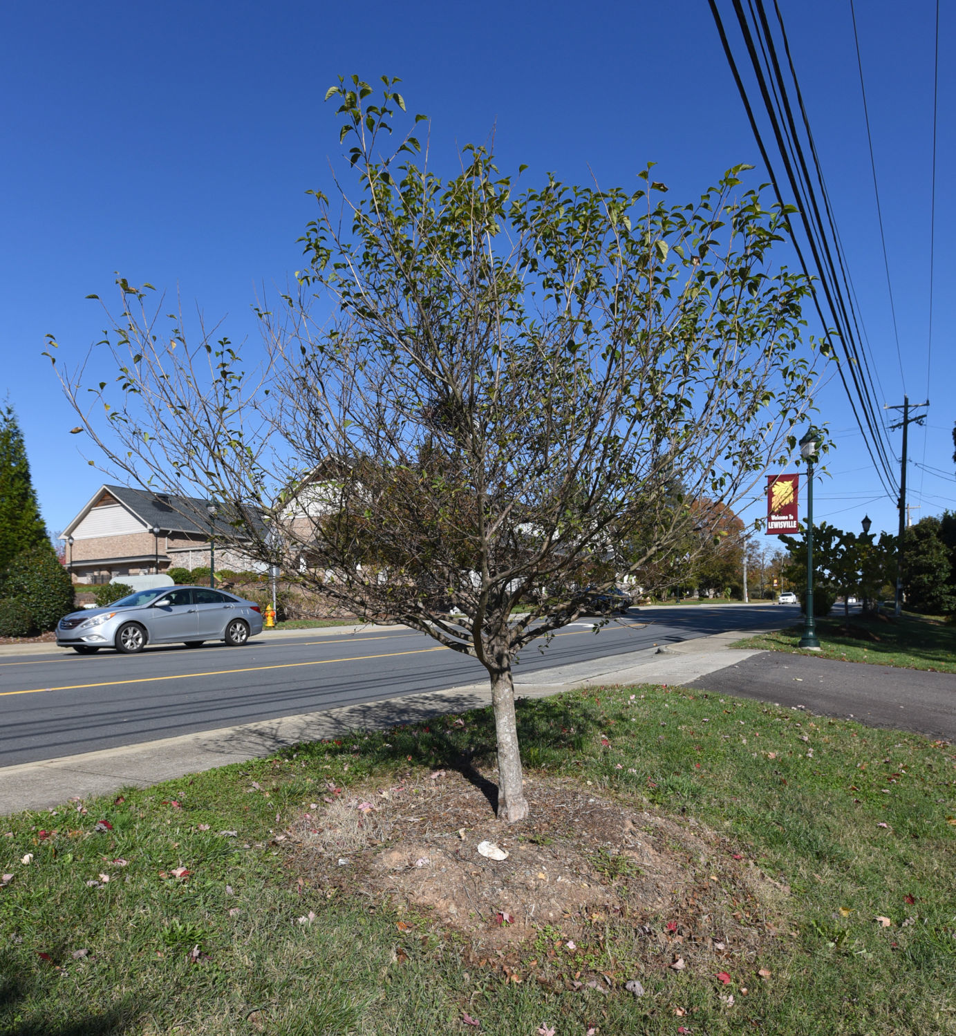 Shallowford Road streetscape